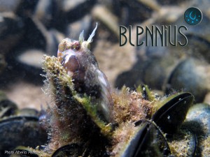 Blennius_Riccione Mare Nascosto_2_Bavosa La Bavosa